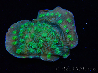 WYSIWYG Echinopora lamellosa 12L1