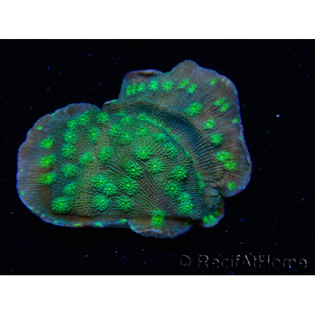 WYSIWYG Echinopora lamellosa 12L1