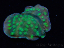 WYSIWYG Echinopora lamellosa 12L1