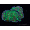WYSIWYG Echinopora lamellosa 12L1