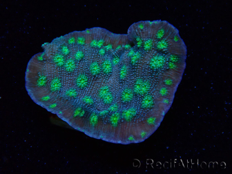 WYSIWYG Echinopora lamellosa 12L2