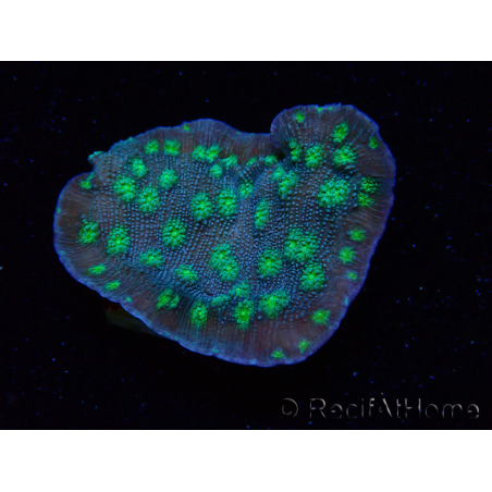 WYSIWYG Echinopora lamellosa 12L2