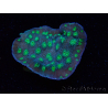 WYSIWYG Echinopora lamellosa 12L2