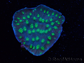 WYSIWYG Echinopora lamellosa 12L3