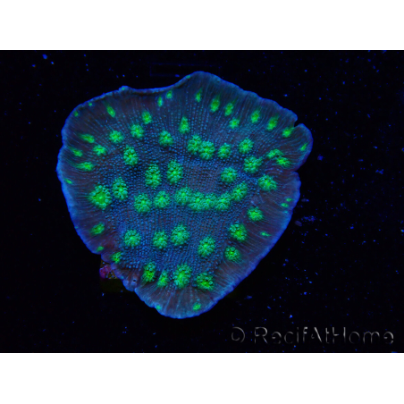 WYSIWYG Echinopora lamellosa 12L3