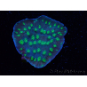 WYSIWYG Echinopora lamellosa 12L3