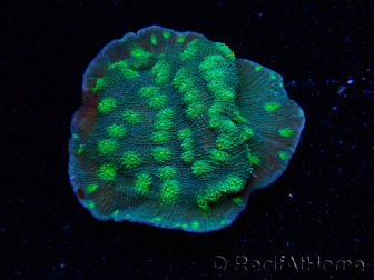 WYSIWYG Echinopora lamellosa 12L4