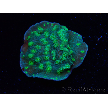 WYSIWYG Echinopora lamellosa 12L4
