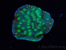 WYSIWYG Echinopora lamellosa 12L4
