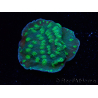 WYSIWYG Echinopora lamellosa 12L4