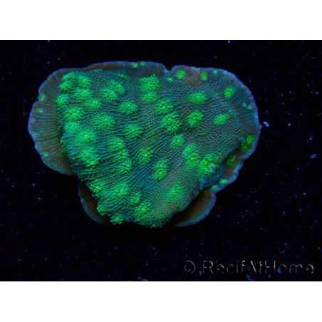 WYSIWYG Echinopora lamellosa 12L5