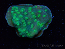 WYSIWYG Echinopora lamellosa 12L5