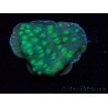 WYSIWYG Echinopora lamellosa 12L5