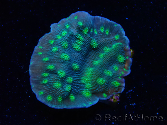 WYSIWYG Echinopora lamellosa 12L6
