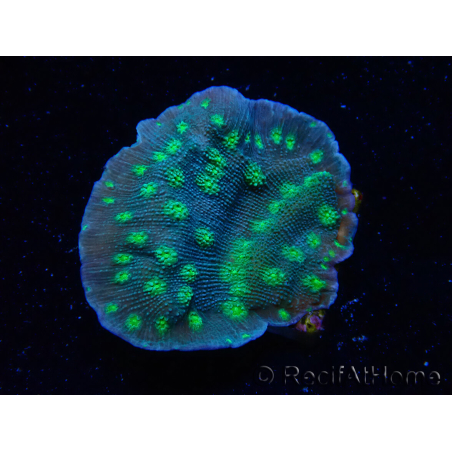 WYSIWYG Echinopora lamellosa 12L6