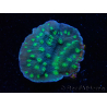 WYSIWYG Echinopora lamellosa 12L6