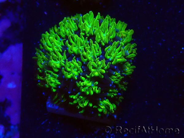 WYSIWYG - RAH Galaxea Green Nuclear 3