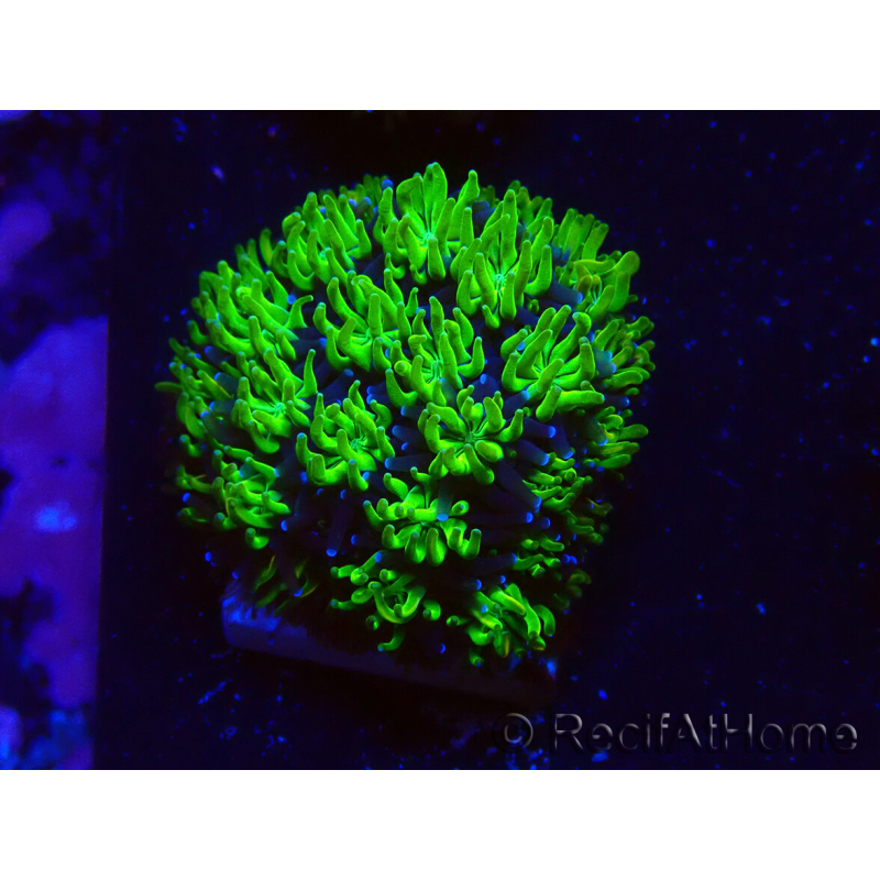 WYSIWYG - RAH Galaxea Green Nuclear 3