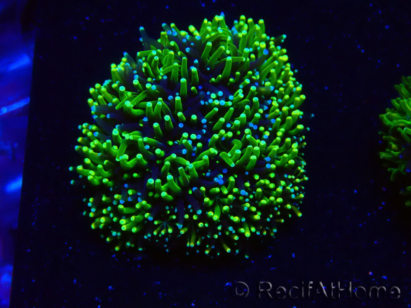 WYSIWYG - RAH Galaxea Green torch yellow tips 1