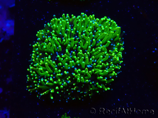 WYSIWYG - RAH Galaxea Green torch yellow tips 3