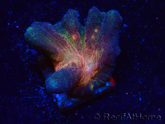 WYSIWYG - RAH Pectinia Black Lotus