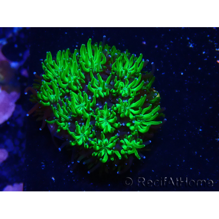 WYSIWYG - RAH Galaxea Green Nuclear 2