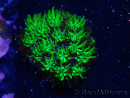 WYSIWYG - RAH Galaxea Green Nuclear 2