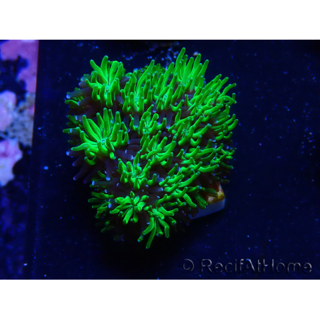 WYSIWYG - RAH Galaxea Green Nuclear 5