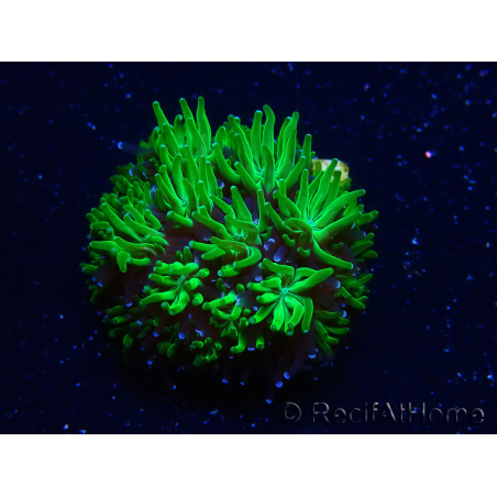 WYSIWYG - RAH Galaxea Green Nuclear 6