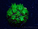 WYSIWYG - RAH Galaxea Green Nuclear 6