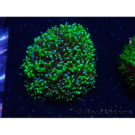 WYSIWYG - RAH Galaxea Green torch yellow tips 1