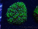 WYSIWYG - RAH Galaxea Green torch yellow tips 1