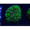 WYSIWYG - RAH Galaxea Green torch yellow tips 1