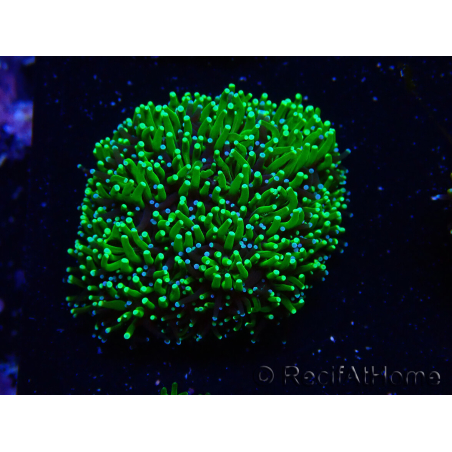 WYSIWYG - RAH Galaxea Green torch yellow tips 3
