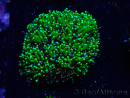 WYSIWYG - RAH Galaxea Green torch yellow tips 3