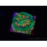 WYSIWYG - WWC Chalice Area 51 23A4