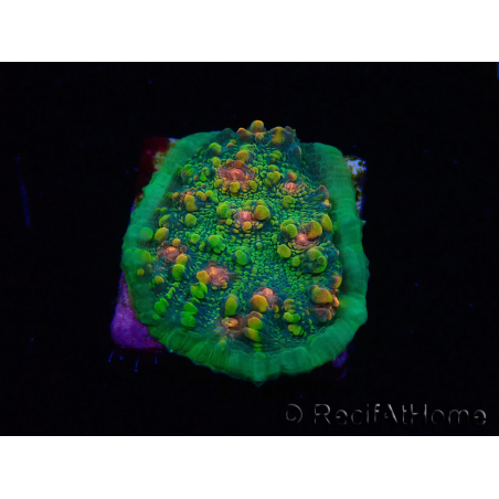 WYSIWYG - WWC Chalice Area 51 23A5