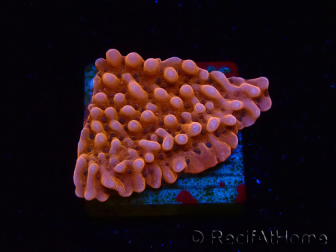 WYSIWYG RAH Montipora Princess Peach 11M2