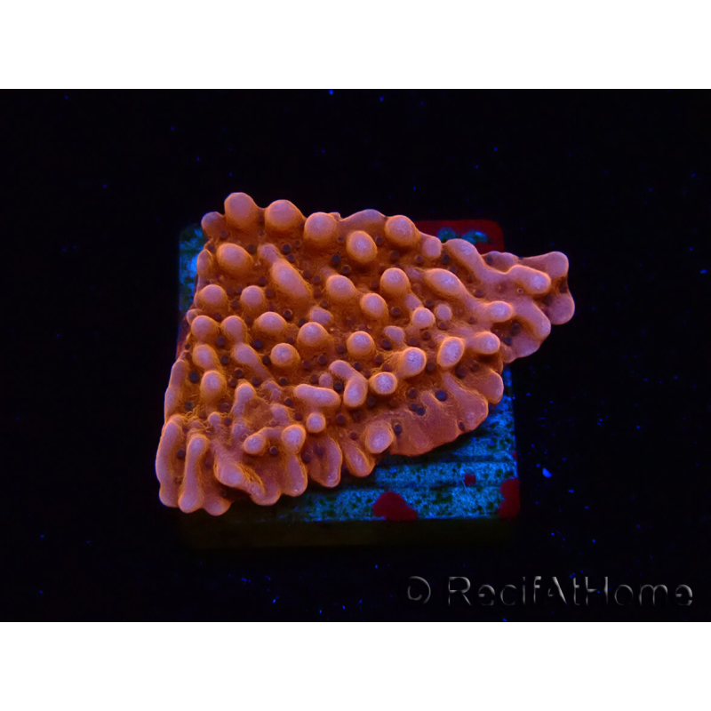 WYSIWYG RAH Montipora Princess Peach 11M2