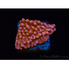 WYSIWYG RAH Montipora Princess Peach 11M2