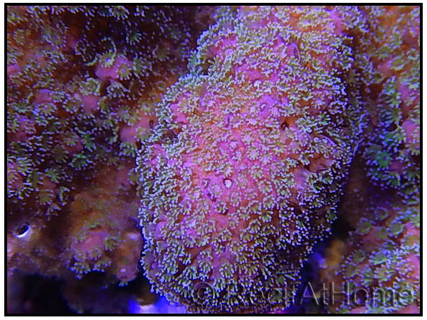 WYSIWYG Pocillopora Eydouxi 