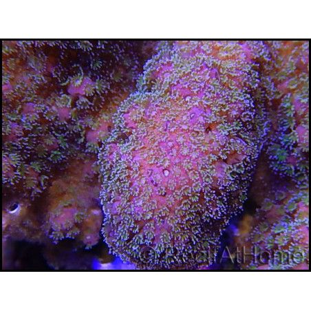 WYSIWYG Pocillopora Eydouxi 