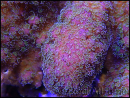 WYSIWYG Pocillopora Eydouxi 