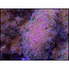 WYSIWYG Pocillopora Eydouxi 