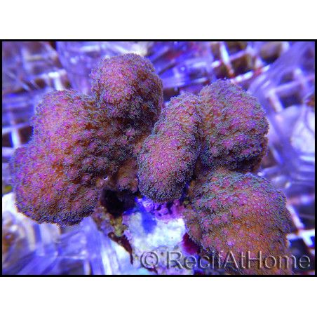 WYSIWYG Pocillopora Eydouxi 