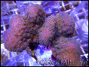 WYSIWYG Pocillopora Eydouxi 
