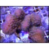 WYSIWYG Pocillopora Eydouxi 