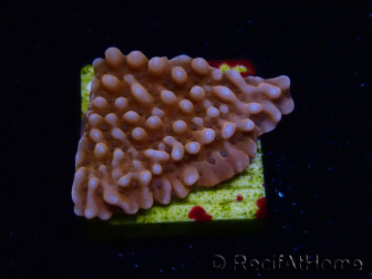 WYSIWYG RAH Montipora Princess Peach 11M2