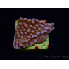 WYSIWYG RAH Montipora Princess Peach 11M2