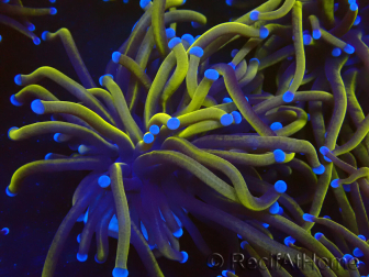 WYSIWYG Euphyllia glabrescens (Maricultura aclimatada bajo LED) 8B7